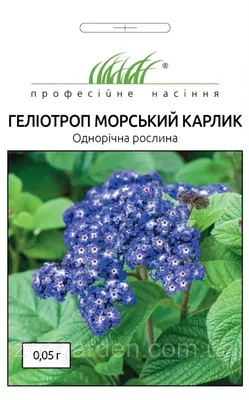 Бесплатные фотографии гелиотропа в высоком разрешении