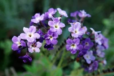 Цветочное великолепие гелиотропа в каждом фото