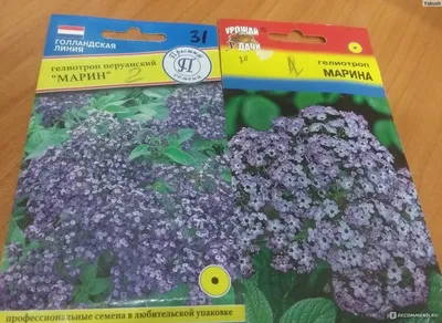 Бесплатно скачайте фото гелиотропа в png, jpg или webp формате