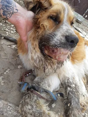 Опухоли верхней и нижней челюсти у собак и кошек