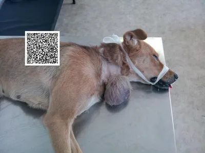 Лечение экземы (кожной болезни) у собак в ветклинике Живаго в Омске
