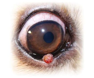 Лейдигома семенника у собаки | Гистология | ИГХ
