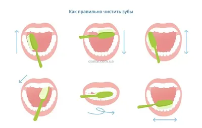 Прорезывание зубов у детей: когда начинается, порядок, сроки, как помочь  ребенку