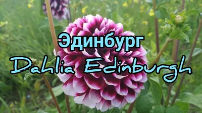 Георгин \"Эдинбург\" 6 цветков купить по выгодной цене в интернет-магазине  KALINA