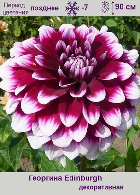 Георгина Эдинбург / Dahlia Edinburgh - YouTube