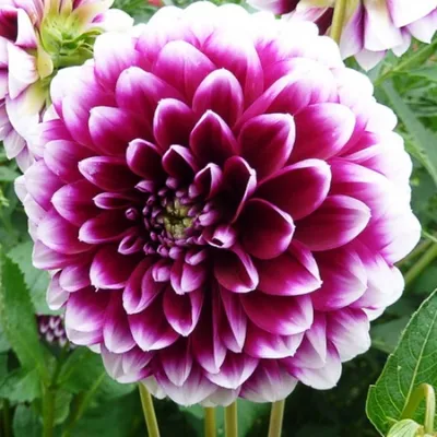 Георгина - Edinburgh - Dahlia – Garden Seeds Market | Бесплатная доставка