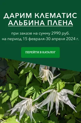 Цветок гибридный Эдинбург георгина на белизне Стоковое Фото - изображение  насчитывающей гибрид, зеленый: 121844332