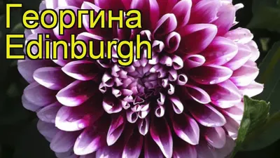Купить Георгин Слава Нордвика — от НПО Сады Росcии с доставкой