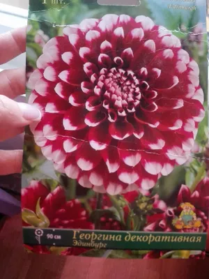 Клубни георгины декоративной \"Эдинбург\" \"Ваше хозяйство\" - «Георгина \" Эдинбург\" - интересное сочетание цветов. Расскажу как вырастить маленькую  красавицу. » | отзывы