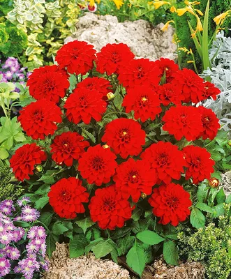 Георгин - Викинг - с помпонами в цветочек - – Garden Seeds Market |  Бесплатная доставка
