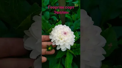 Купить георгина Эвелин 1шт Весенние луковичные, Георгина недорого в  магазине в Екатеринбурге, цена 2024