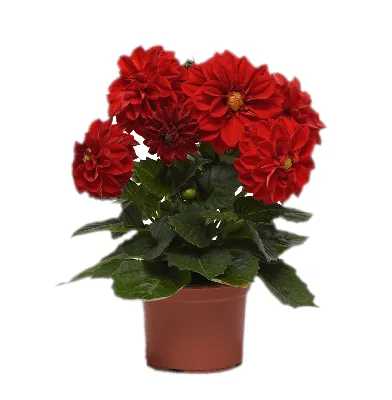 Георгины Цветущий сад ЦС Георгина ФИГАРО - купить по выгодным ценам в  интернет-магазине OZON (737413321)