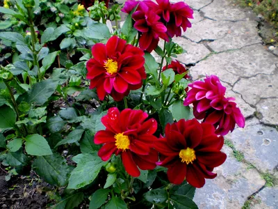 Георгина Фигаро красная Dahlia Figaro Red Shades - купить семена цветов с  доставкой по Украине в магазине Добродар