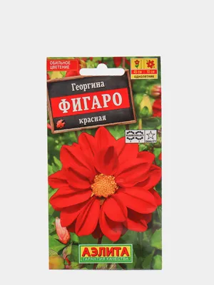 Купить семена Георгина Фигаро в Минске и почтой по Беларуси