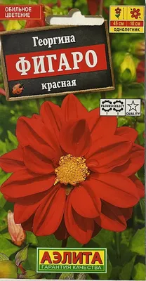 Купить Георгина Фигаро фиолетовый, махровый (Аэлита) по цене 35 руб. в  Иркутске в интернет-магазине | РОЩА