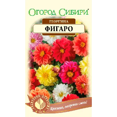 Георгина Фигаро, смесь окрасок – купить в питомнике \"КСП\" с доставкой по  России