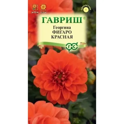 Георгины Цветущий сад ЦС Георгина ФИГАРО - купить по выгодным ценам в  интернет-магазине OZON (737257129)