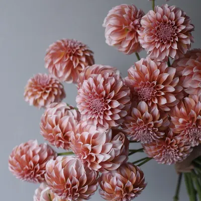19 нежно-розовых георгин в букете за 8 990 руб. | Бесплатная доставка цветов  по Москве