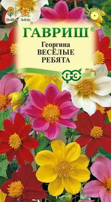 Луковицы георгин 7 Цветов Том Саук 1 шт. - купить в Москве, цены на  Мегамаркет