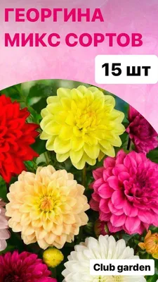 Букет из фиолетовых георгин - заказать доставку цветов в Москве от Leto  Flowers
