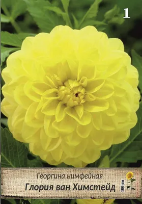Цветок Георгин Gloria — стоковые фотографии и другие картинки Без людей -  Без людей, Ботаника, Величественный - iStock
