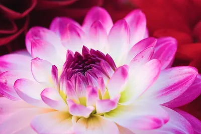 Цветок Георгин Розовый - Бесплатное фото на Pixabay - Pixabay