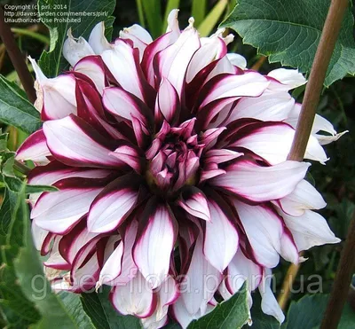 Tartan dahlia. in 2023 | Growing dahlias, Dahlia, Beautiful flowers