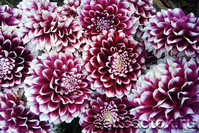 Сорта георгинов, фото | Георгины, Красивые цветы, Посадка цветов