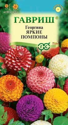 Цветы Георгина Помпонная смесь (РО) — купить в городе Новосибирск, цена,  фото — Семена Успеха