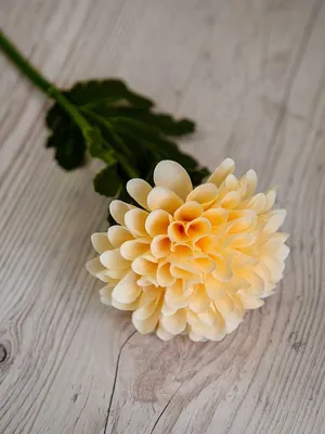 Георгина - цветок августа. | Вокруг цветка на Floristania