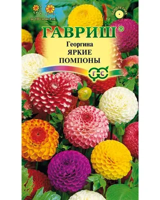 Георгина розовая купить в Киеве: цена, заказ, доставка | Магазин «Камелия»