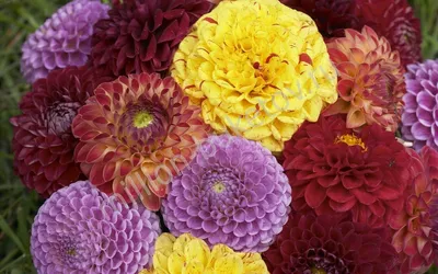 Георгина Pramie 18 гигантский цветок купить в Украине с доставкой | Цена в  Svitroslyn.ua