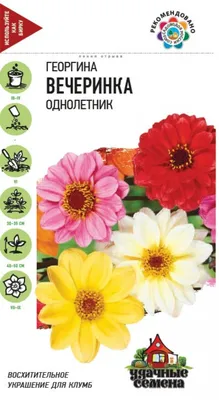 Купить Георгина Мелоди Мамбо в Минске. Луковицы цветов, корневище, клубни  растений почтой.