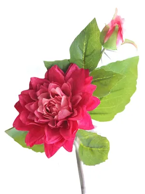 Георгина Бахромчатая Джексон из Луковичные и корневищные цветы 238руб.