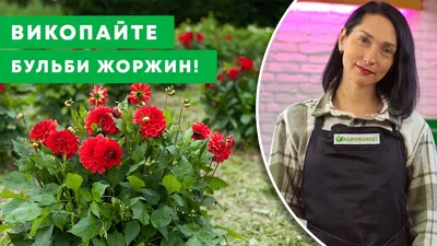 Георгина Рэд Лабиринт 1 шт. – купить клубни цветов в питомнике \"КСП\" с  доставкой по России