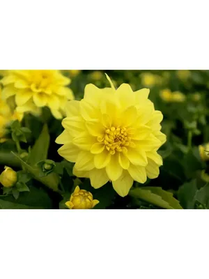 Георгина - желтый - Dahlia – Garden Seeds Market | Бесплатная доставка