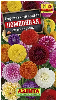 Семена георгины Помпонная — купить в интернет-магазине по низкой цене на  Яндекс Маркете