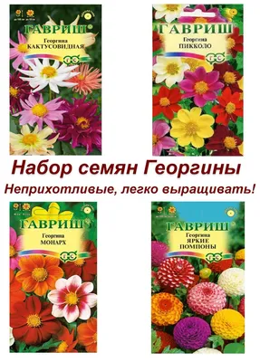 Георгины однолетние Гавриш Однолетние цветы для клумбы - купить по выгодным  ценам в интернет-магазине OZON (459723987)