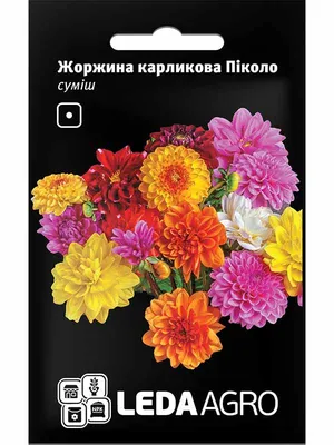 Георгина Арлекин F1 Формула Микс (Harlequin F1 Formula Mix) семена купить в  Украине | Веснодар