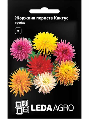 Георгины Агрофирма Аэлита Семена цветов: Георгины Веселые ребята (0.6 г) и  Лучшее предложение (7 шт семян) - купить по выгодным ценам в  интернет-магазине OZON (929326287)