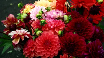 Red dahlia * Красный георгин | Dahlia * Георгин * Georgina *… | Flickr