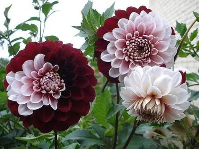 Крупноцветковые садовые георгины Ванкувер - dahlia