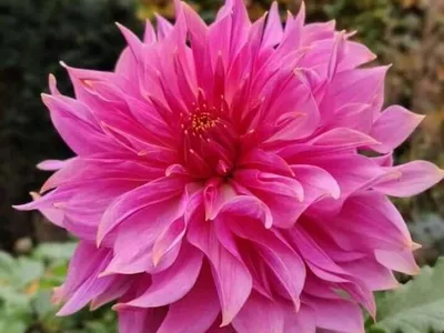 https://florium.ua/ru/dahlias/