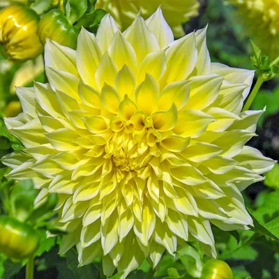 Купить клубни и луковицы георгин в Украине недорого почтой | FLORIUM.UA
