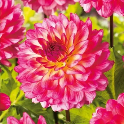 Купить Георгина Кельвин Флудлайт (Dahlia Kelvin Floodlight) в Минске.  Клубни и луковицы с доставкой по Беларуси почтой, каталог георгин 2024 в  интернет магазине semena.by