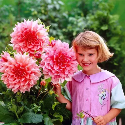 http://matla-flowers.com.ua/ru/bulbs/dahlia/zhorzhina-maldini