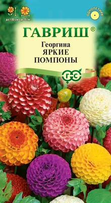 Все о посадке сортовых георгин. Продажа декоративных садовых георгин почтой.  Фото каталоги георгин и подобных современных цветов. Как заказать георгины.