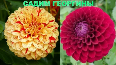 Помпонные георгины разных оттенков | Merveilleuses fleurs, Idées de jardin  fleur, Fleurs colorées