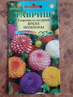 Семена Георгина Веселые ребята 15 шт. (ID#1137298761), цена: 6 ₴, купить на  Prom.ua