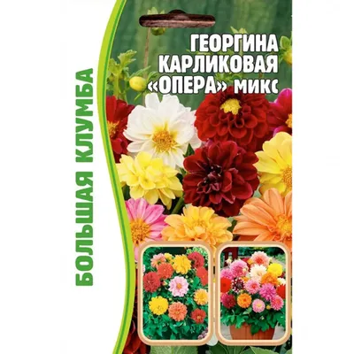 Георгина Кактусовидная, смесь, семена цветов, Legutko, Польша.